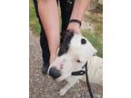Adopt Grumpy a White Terrier (Unknown Type, Small) / Mixed dog in Aransas Pass