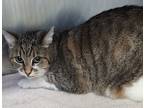 Adopt 655945 a Tan or Fawn Domestic Shorthair / Domestic Shorthair / Mixed cat