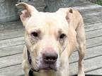 Adopt Vicky a Tan/Yellow/Fawn Mixed Breed (Medium) / Mixed dog in Georgetown