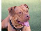 Adopt Cecil a Brindle American Pit Bull Terrier / Mixed Breed (Medium) / Mixed