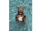 Adopt Donny a Tan/Yellow/Fawn American Pit Bull Terrier / Mixed Breed (Medium) /