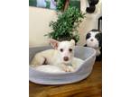 Adopt Jaxx a Mixed Breed (Medium) / Mixed dog in Thousand Oaks, CA (41375628)