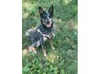 Adopt Chloe a Gray/Blue/Silver/Salt & Pepper Australian Cattle Dog / Mixed dog