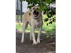 Adopt Polar a Tan/Yellow/Fawn Anatolian Shepherd / Mixed dog in Bedford Hills
