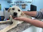 Adopt Merganser a Tan/Yellow/Fawn Labrador Retriever / Mixed dog in Leitchfield