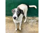 Adopt Ginger a White Beagle / Mixed dog in Leitchfield, KY (41375507)