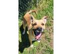 Adopt Bowzer a Black Mouth Cur / Mixed dog in Norman, OK (41375497)