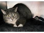 Adopt Sweet Pea a Domestic Shorthair / Mixed (short coat) cat in Staten Island