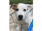 Adopt Marlo a White Retriever (Unknown Type) / Mixed dog in Houston