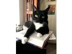 Adopt Lana a Black & White or Tuxedo Bombay / Mixed (short coat) cat in Brea