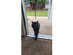 Adopt kalli a All Black Bombay / Mixed (medium coat) cat in Wichita