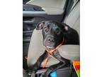 Adopt Moonshine a Black - with White Mixed Breed (Medium) / Mixed dog in