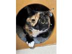 Adopt BASIL a Tortoiseshell Domestic Mediumhair / Mixed (medium coat) cat in