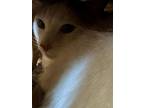Adopt REMY a White Domestic Mediumhair / Mixed (medium coat) cat in South Lake