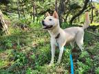 Adopt Yangpa a White Shiba Inu / Jindo / Mixed dog in Torrance, CA (40425325)