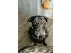 Adopt Rue a Black Cane Corso / Mixed dog in Tempe, AZ (41131069)