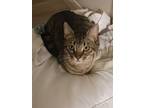 Adopt Bandit a Brown Tabby Tabby / Mixed (short coat) cat in Spring