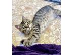 Adopt Pico De Gato a Domestic Mediumhair / Mixed cat in Vallejo, CA (41375426)