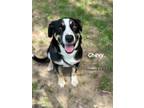 Adopt Chevy a Bernese Mountain Dog / Mixed Breed (Medium) / Mixed dog in