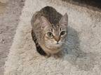 Adopt Sofie a Brown Tabby Tabby / Mixed (short coat) cat in Spring