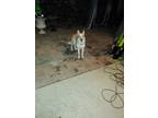 Adopt Rocky a White - with Brown or Chocolate Husky / Basenji / Mixed dog in