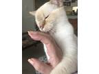 Adopt Dash a White (Mostly) Siamese / Mixed (medium coat) cat in Brea