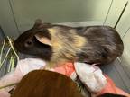 Adopt Phineas a Guinea Pig small animal in Brooklyn, NY (41375418)
