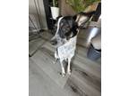 Adopt Luna a Black - with Tan, Yellow or Fawn Australian Cattle Dog / Mixed dog