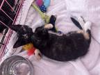 Adopt Ivy a Tortoiseshell Domestic Shorthair (short coat) cat in San Antonio