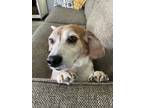 Adopt Oliver a Tricolor (Tan/Brown & Black & White) Beagle / Mixed dog in