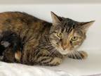 Adopt Pixie a Brown Tabby Domestic Shorthair / Mixed Breed (Medium) / Mixed