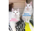 Adopt Darla a White Domestic Longhair / Domestic Shorthair / Mixed cat in Wilkes
