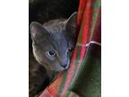 Adopt Cukes a Gray or Blue Domestic Shorthair / Domestic Shorthair / Mixed cat