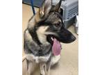 Adopt Edison a Black German Shepherd Dog / Mixed dog in Fort Worth