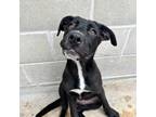 Adopt CINNAMON-GIRL a Black Terrier (Unknown Type, Medium) / Mixed Breed
