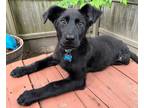 Adopt Rebecca - Available in Foster a Black Labrador Retriever / Mixed dog in