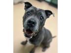 Adopt Nipsy a Gray/Blue/Silver/Salt & Pepper American Pit Bull Terrier / Mixed