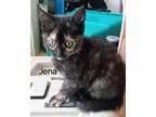 Adopt Jena a All Black Domestic Shorthair / Domestic Shorthair / Mixed cat in