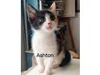 Adopt Ashton a All Black Domestic Shorthair / Domestic Shorthair / Mixed cat in