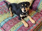 Adopt Chevron a Black - with Tan, Yellow or Fawn Black and Tan Coonhound / Mixed
