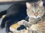 Adopt Tippy a Brown Tabby Domestic Shorthair (short coat) cat in Crown Point