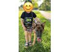 Adopt Luna a Black - with Tan, Yellow or Fawn German Shepherd Dog / Mixed dog in