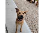 Adopt Melody a Tan/Yellow/Fawn - with White Terrier (Unknown Type