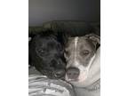 Adopt Diva and Deuces a Gray/Silver/Salt & Pepper - with White Staffordshire
