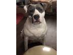 Adopt Trinity a White - with Gray or Silver American Pit Bull Terrier / American