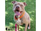 Adopt BANANAS a Gray/Silver/Salt & Pepper - with White Pit Bull Terrier / Mixed