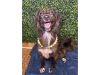 Adopt Pippi Longstocking a Border Collie / Mixed dog in Lexington, KY (41345814)