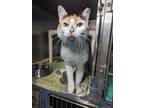 Adopt Kait a Domestic Shorthair cat in Roanoke, VA (41375010)