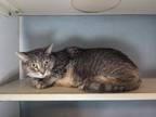 Adopt Izzie a Domestic Shorthair cat in Roanoke, VA (41375009)