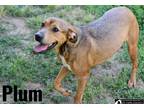 Adopt Plum a Mixed Breed (Medium) / Mixed dog in Fort mill, SC (41320330)
